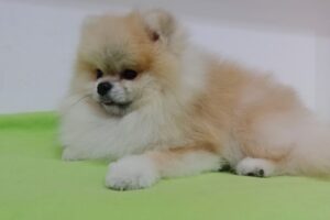 Chinodog Sport Cosmetica canina