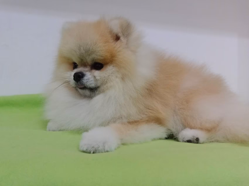 Chinodog Sport Cosmetica canina