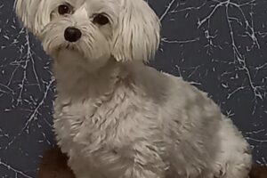 Ria Grooming Salon toaletaj canin